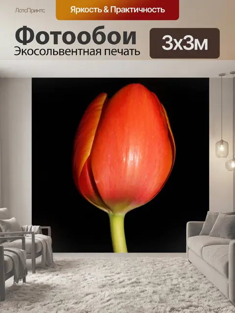 Фотообои Тюльпан