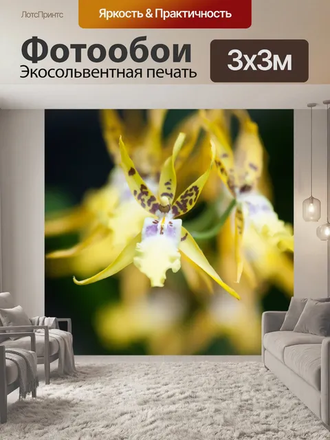 Фотообои Мини орхидеи