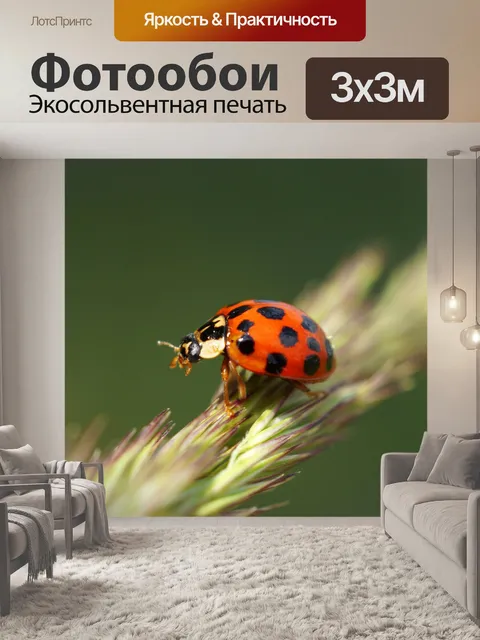 Фотообои Божья коровка жук макро фото