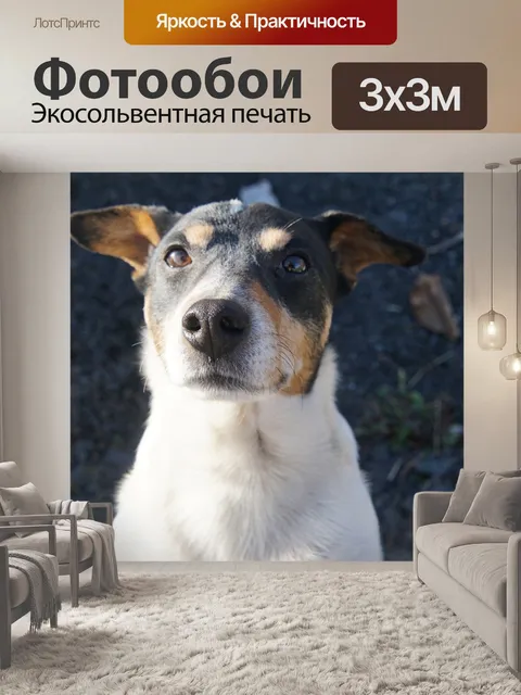 Фотообои Собака