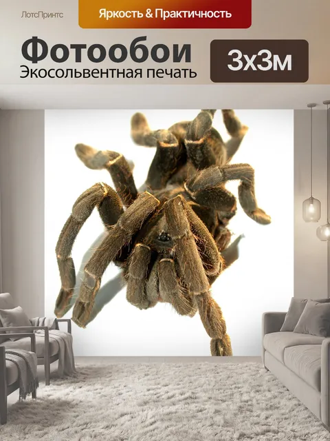 Фотообои тарантул паук