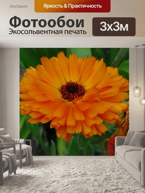 Фотообои Оранжевый цветок календулы