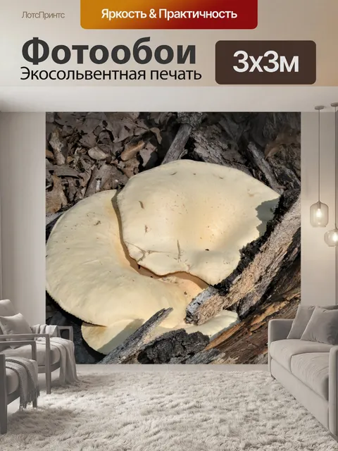 Фотообои Вешенки растут на бревне