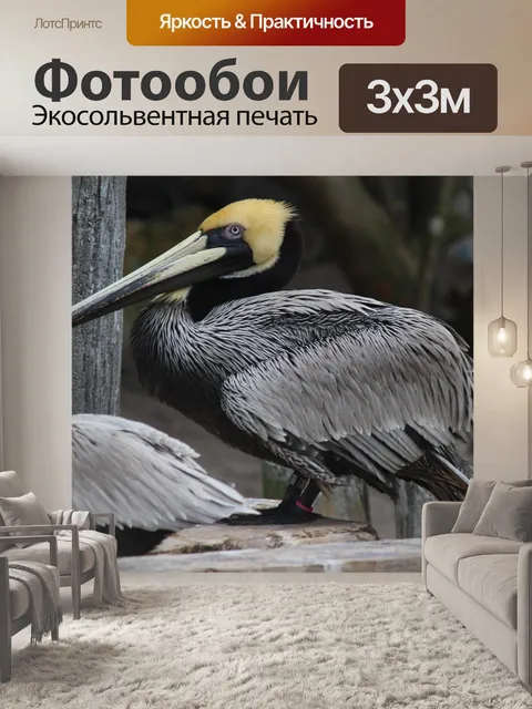Фотообои Пеликан