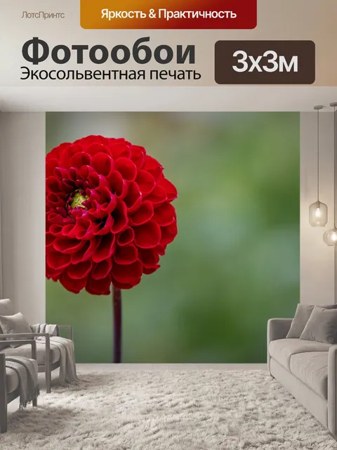 Фотообои Георгина