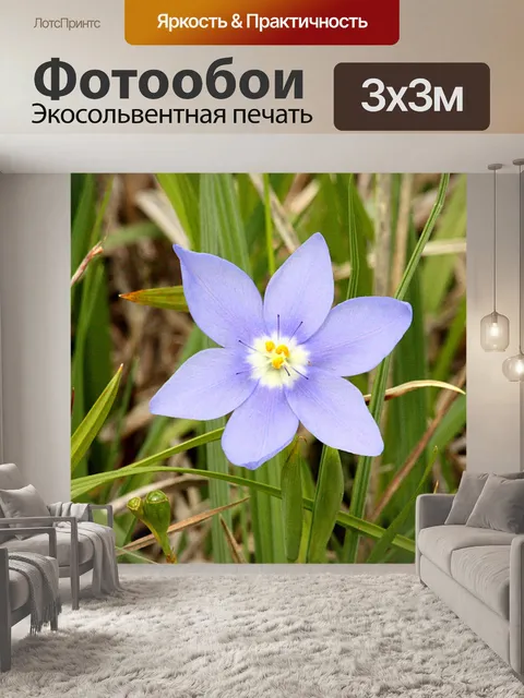 Фотообои Прейри Плейтлаф Айрис Уайлдфлауэр
