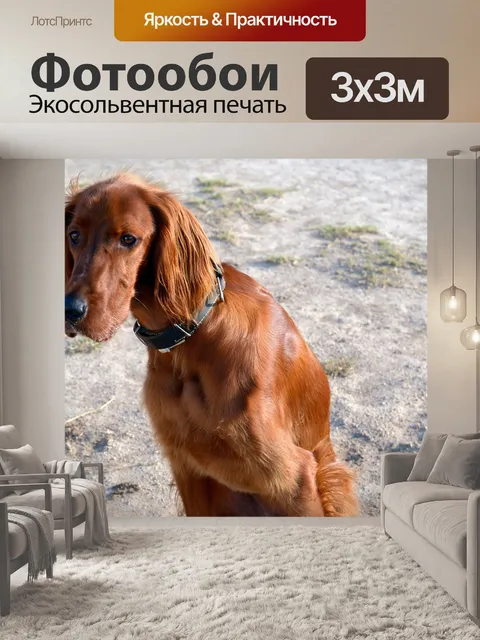 Фотообои Собака