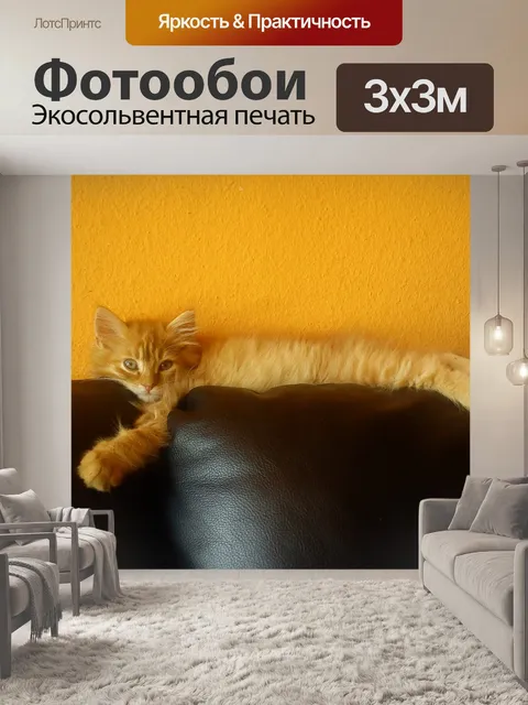 Фотообои Мейн кун