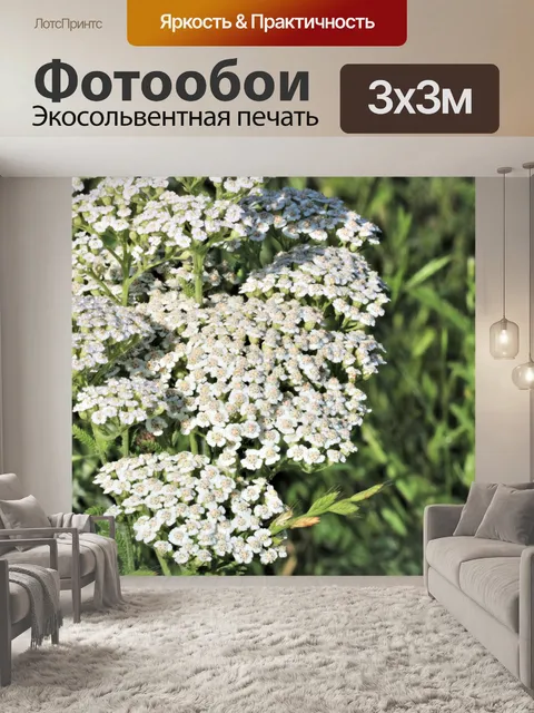 Фотообои Полевые цветы и роса белого тысячелистни
