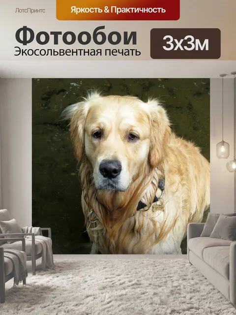 Фотообои Золотистый ретривер