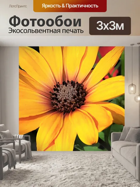 Фотообои Желтая африканская маргаритка крупным пл