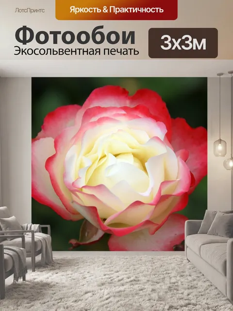 Фотообои Роза