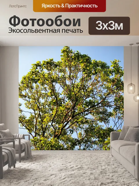 Фотообои японский изюм дерево в солнечном свете