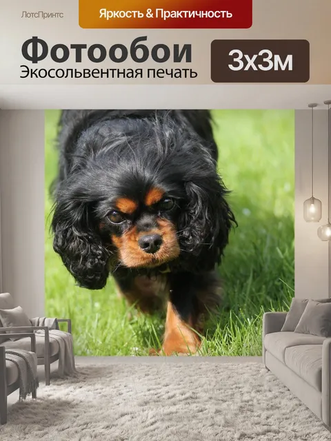 Фотообои Кинг чарльз кавалер спаниель