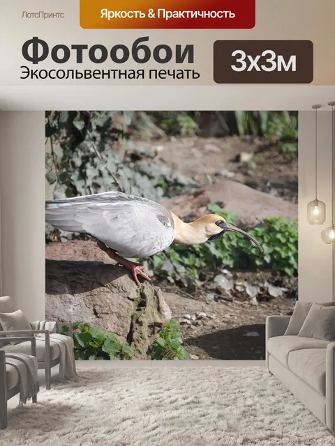Фотообои Ибис с желтой шеей