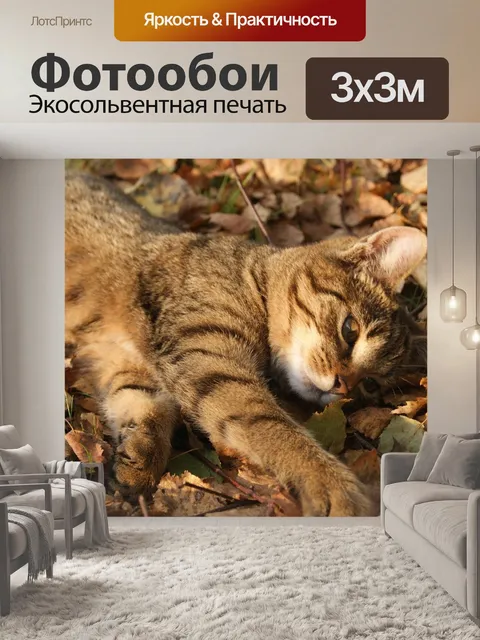 Фотообои Кошка