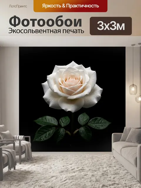 Фотообои Белая роза с каплями росы