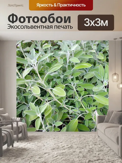 Фотообои Листья шалфея фоне