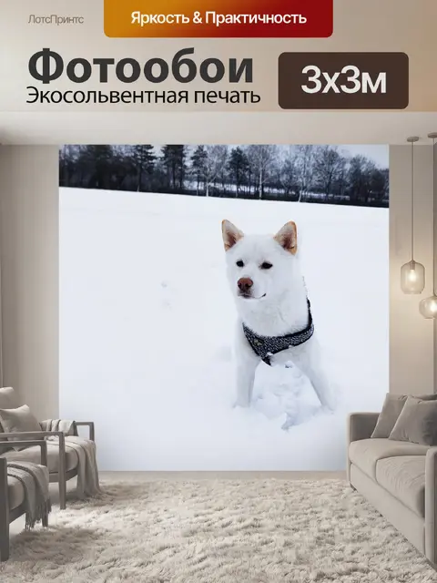 Фотообои Сиба ину