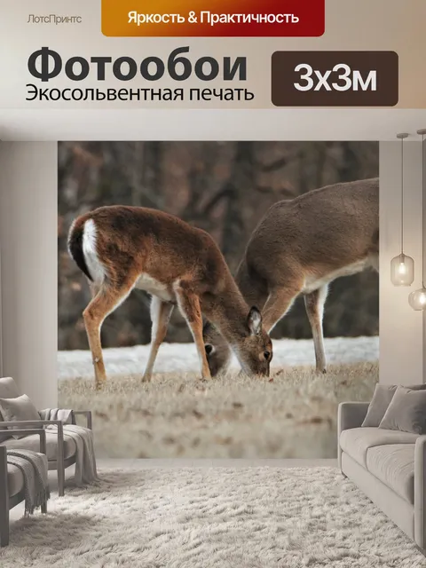 Фотообои Два белохвостых оленя пасутся