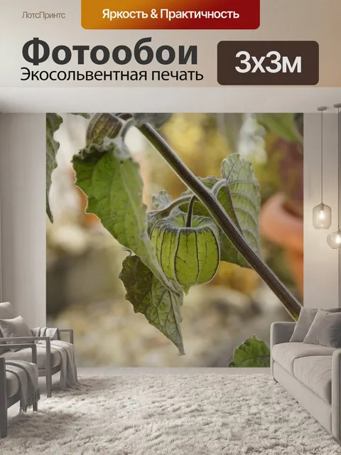 Фотообои Физалис