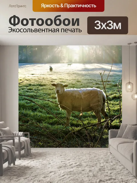 Фотообои Овец