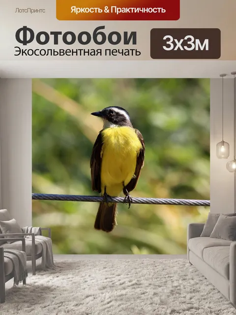 Фотообои Красочная птица