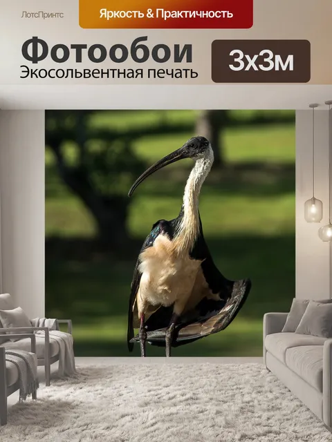 Фотообои Птица