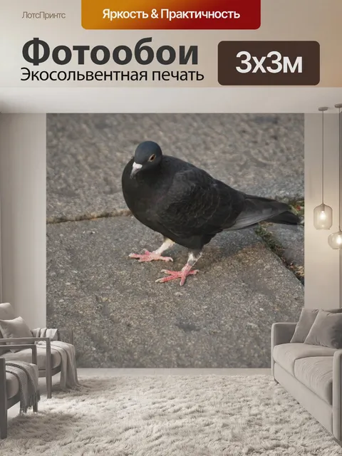 Фотообои Голубь