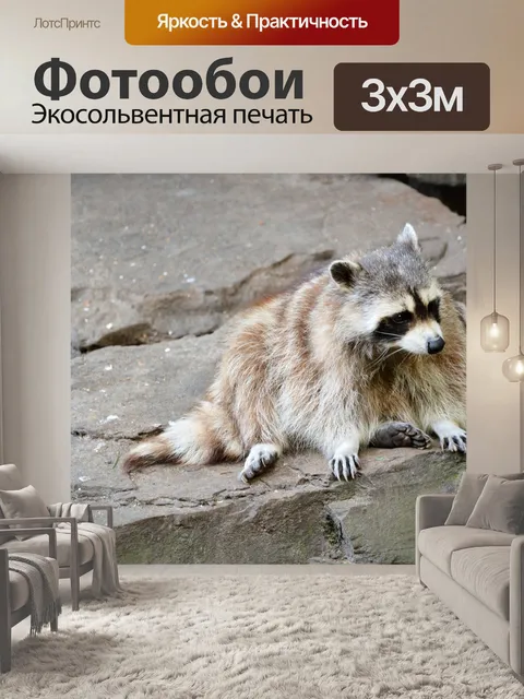 Фотообои Енот