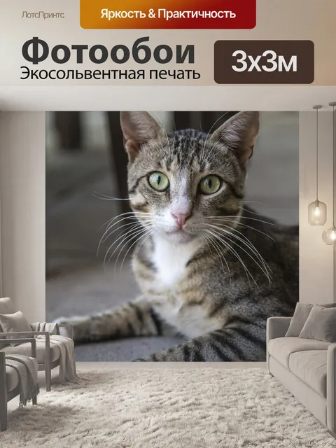 Фотообои Кошка