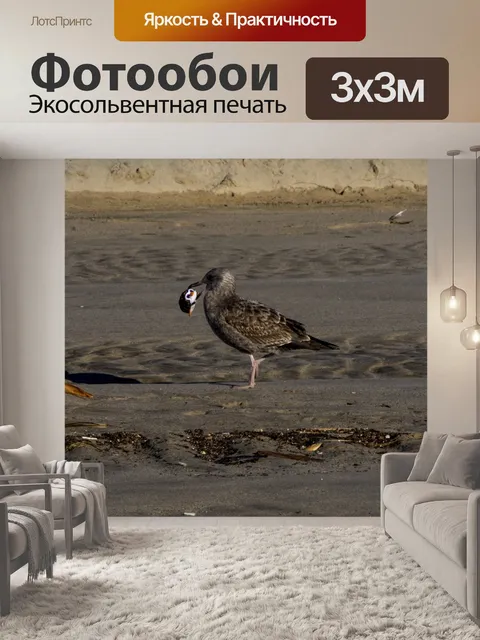 Фотообои молодая чайка