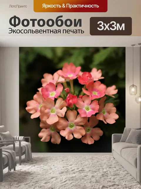 Фотообои Розовые цветы вербены крупным планом