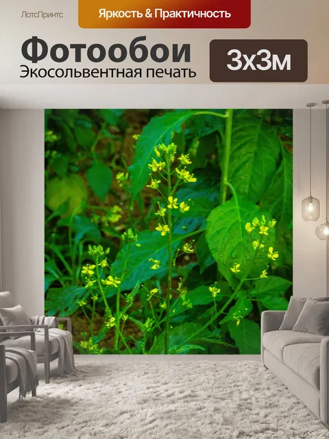 Фотообои Овощ