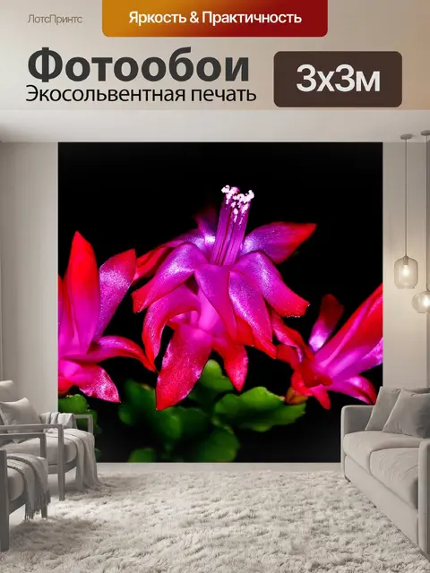 Фотообои Цветок деда мороза