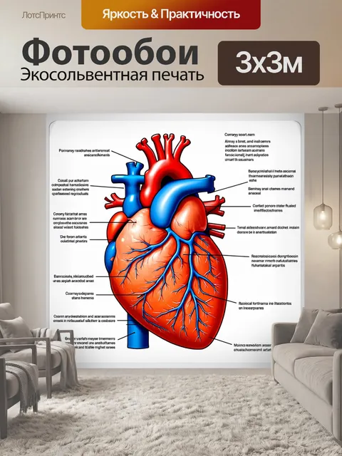 Фотообои изображение анатомии сердца в высоком разрешении