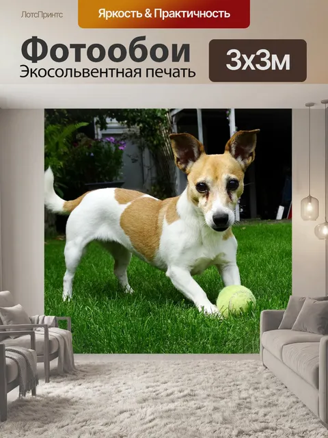 Фотообои Собака
