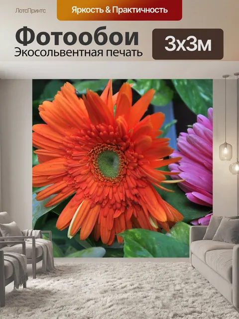 Фотообои Гербера ромашка 08