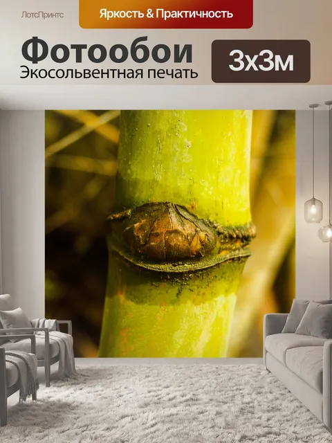 Фотообои Бамбуковый лес природа фон
