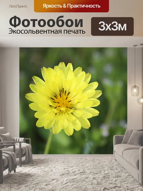 Фотообои Ложный Одуванчик Уайлдфлауэр