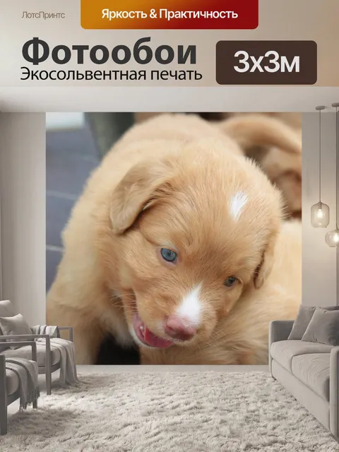 Фотообои Щенок