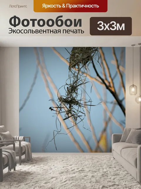 Фотообои остатки гнезда ткачей