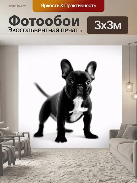 Фотообои уникальная черно-белая фотография французского бульдога