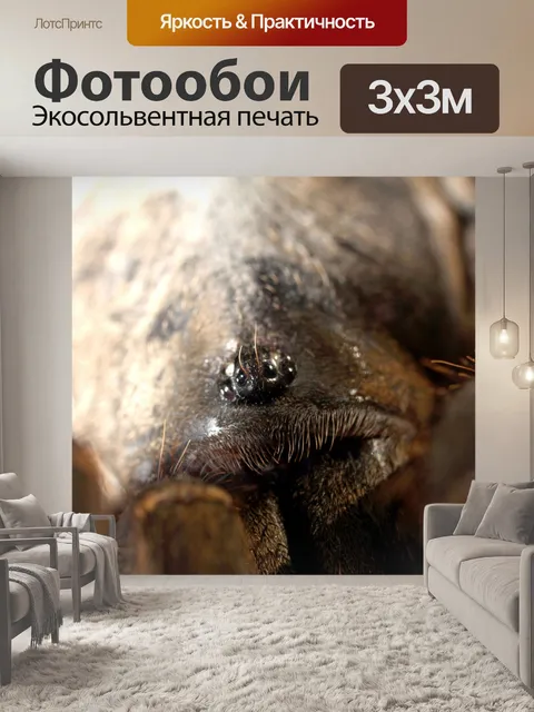 Фотообои Тарантул паук