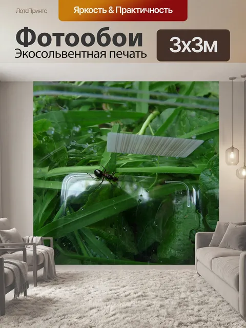 Фотообои Королева лесных муравьев