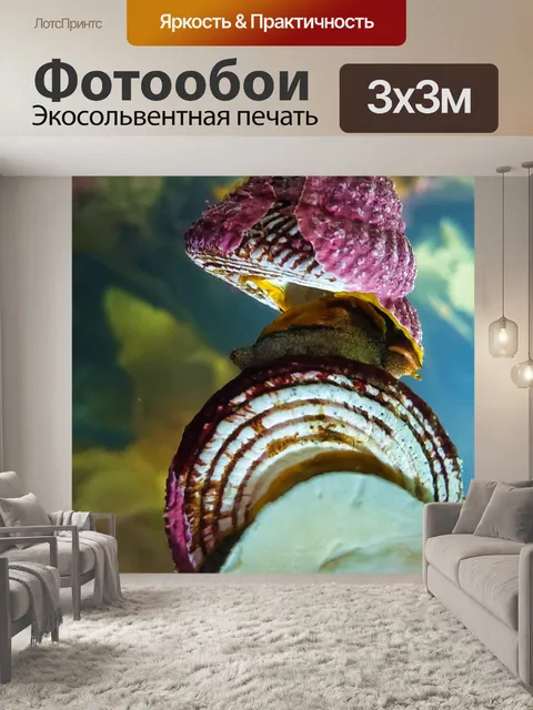 Фотообои Соленая вода улитка