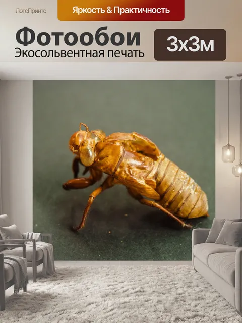 Фотообои коричневая цикада