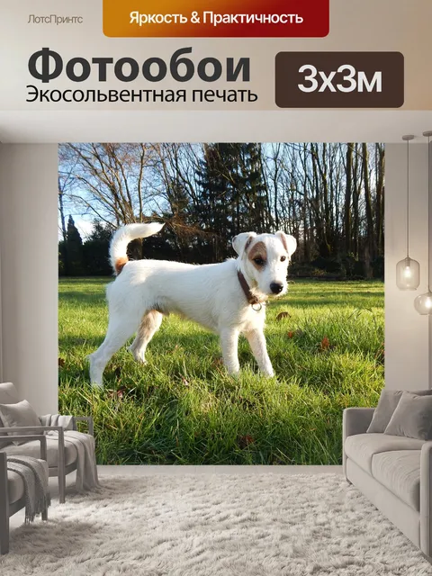 Фотообои Пастор рассел терьер