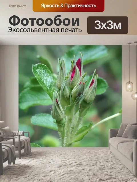 Фотообои Кластер бутонов розы