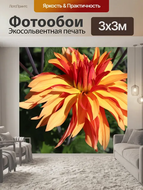 Фотообои Георгины